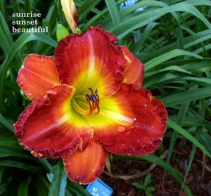 Sunrise Sunset Beautiful (Carpenter, J., 2005)